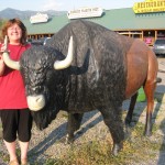 The taming of the bison...